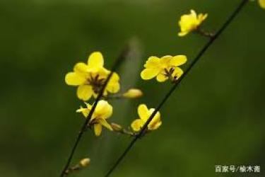 《金英翠萼带春寒：探寻被此诗句赞美的春季花卉》