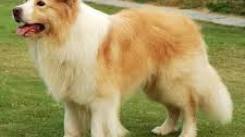 《最后的起源英格兰牧羊犬技能全解析：深度探秘实用技巧》