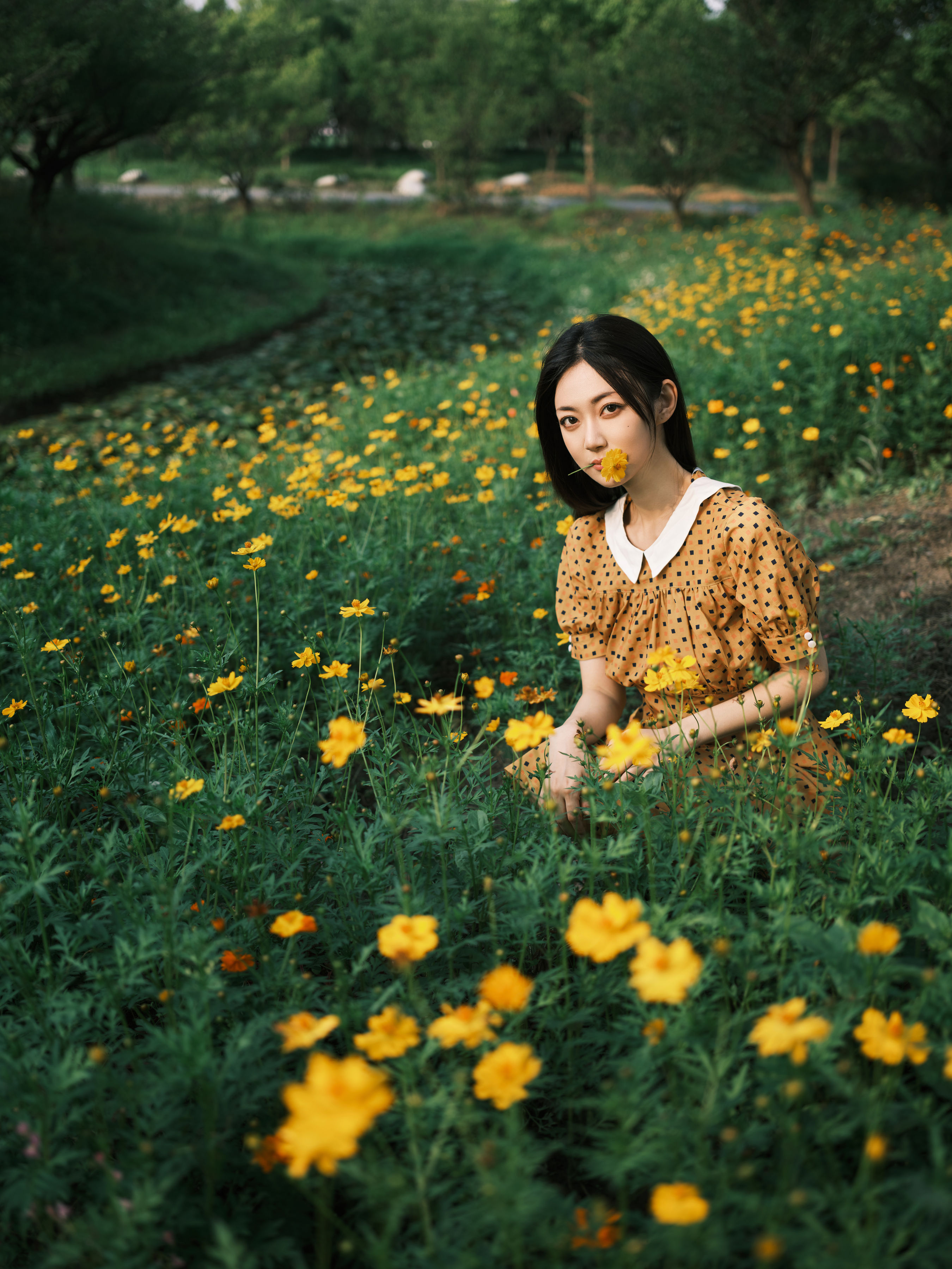 硫华菊&柳叶马鞭草-是夏天的味道呀！ 唯美 女神 精美 小清新 养眼 花 优美