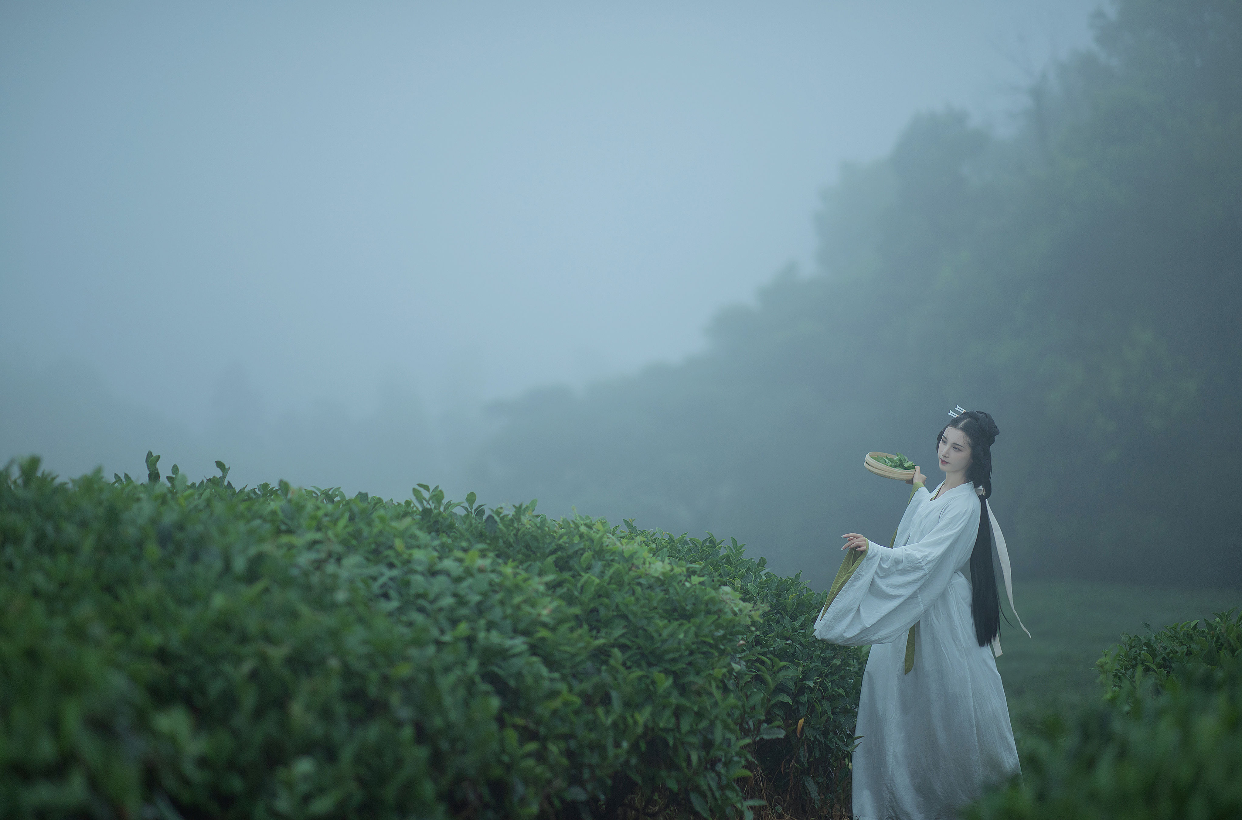 采茶女 田园生活 小清新 采茶女 古风