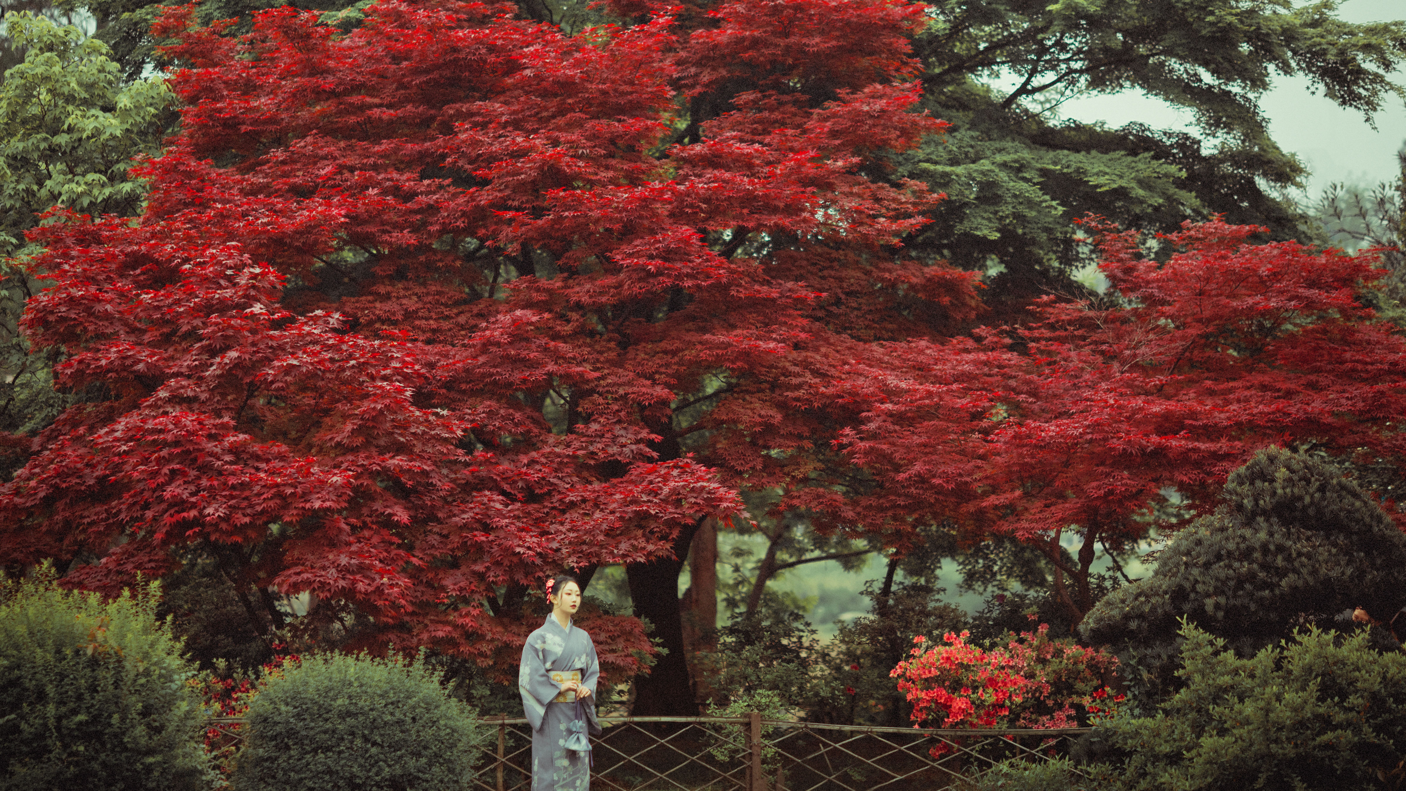 红叶深处 和服美女 日式和风 日系 枫叶