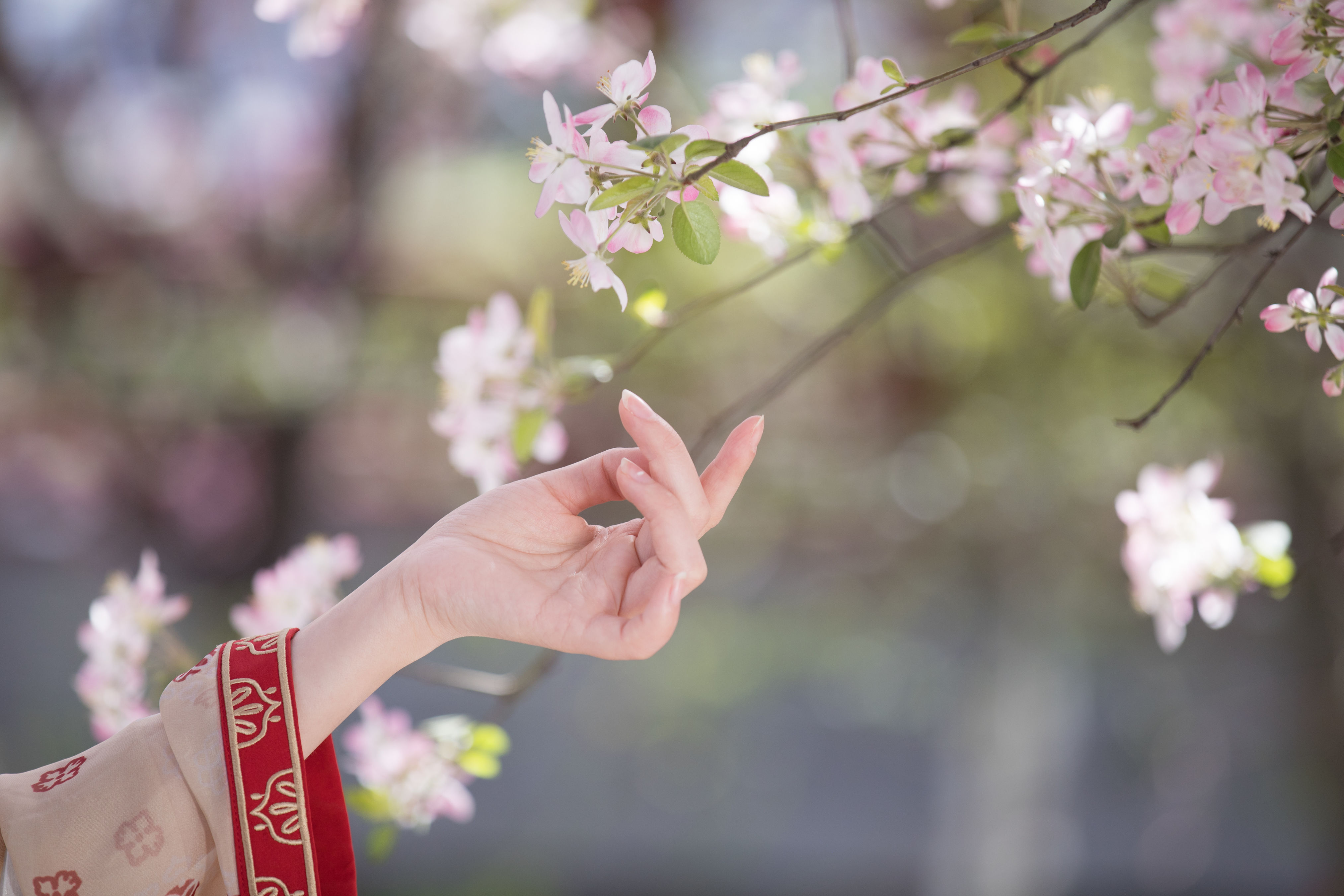 海棠语 古风 美女 花 中国风