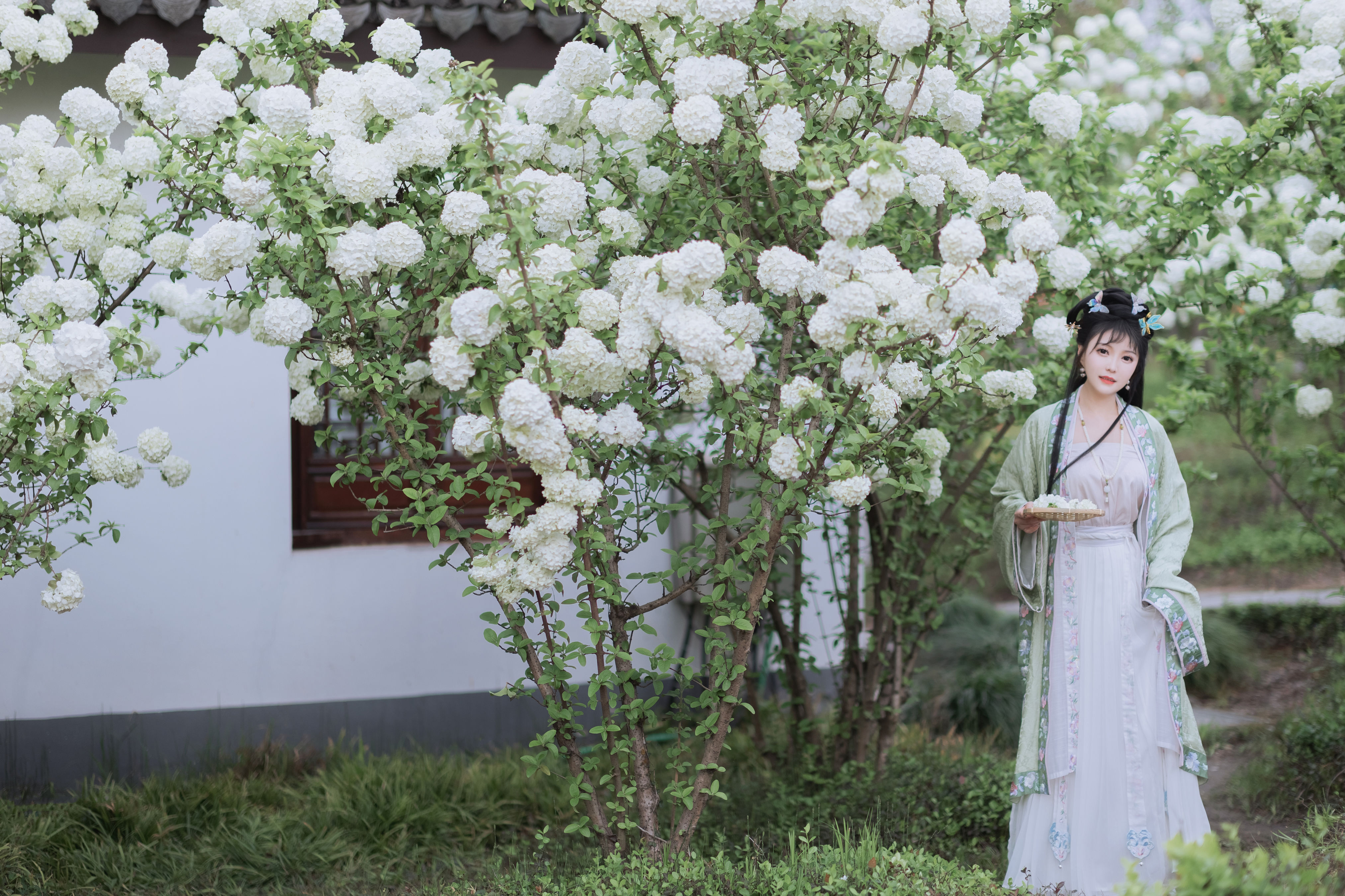 探春 古风 花 春天 小清新 养眼 唯美 精美 美女