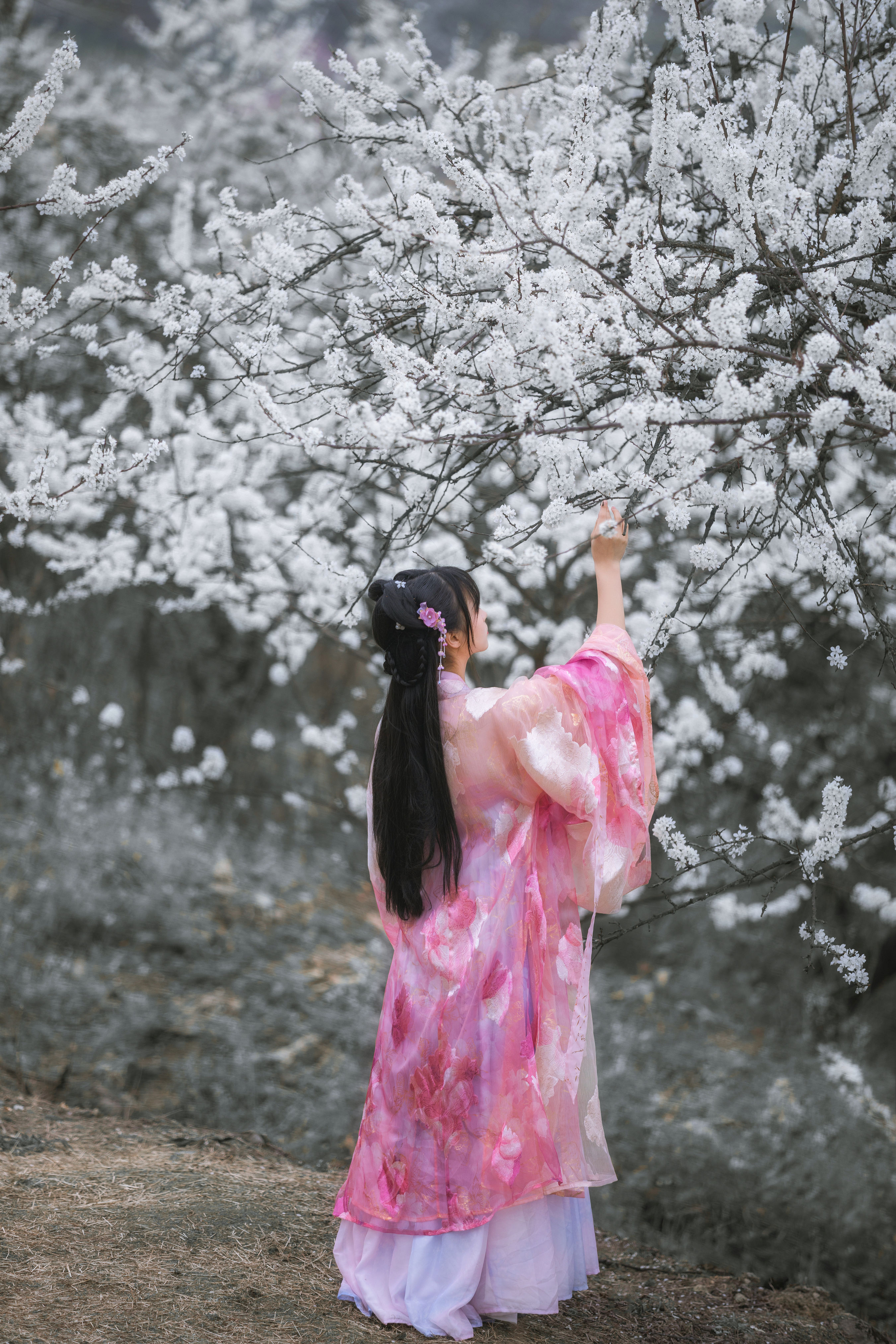 杏花弦外雨 古风 花 少女