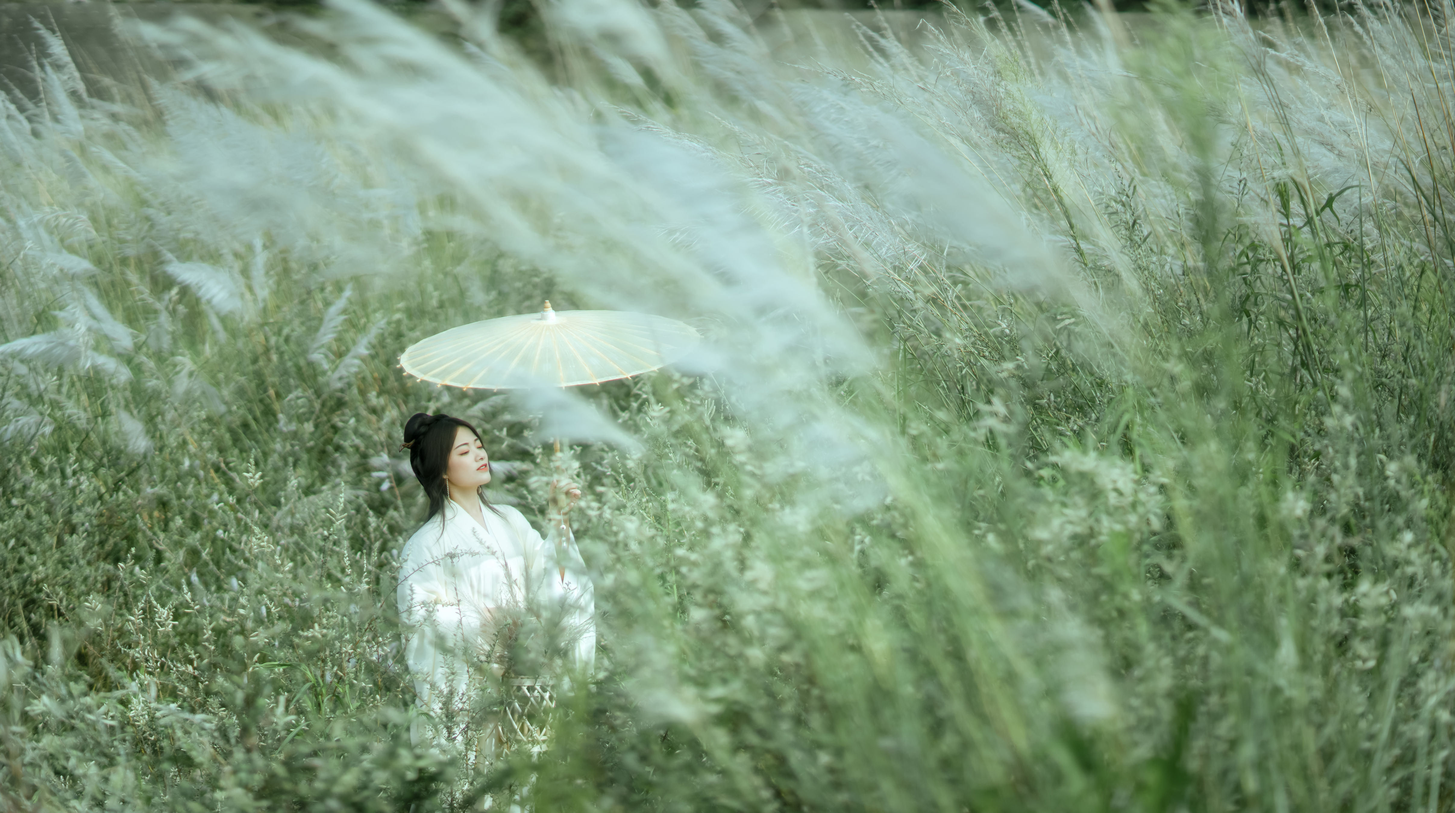 芦花漫 美好 优美 田园生活 花 古风 仙气