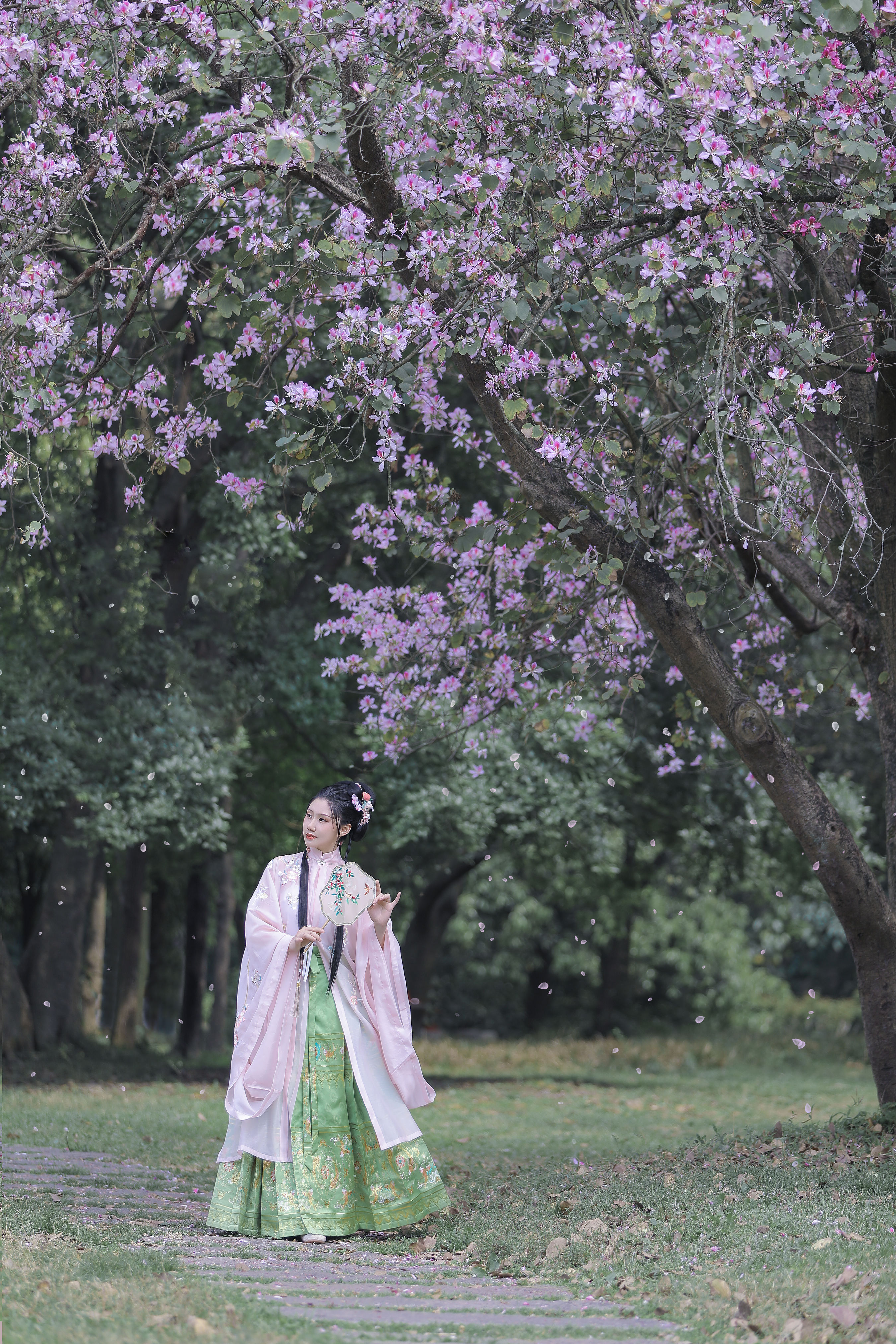 紫荆枝 古风 花 美人写真