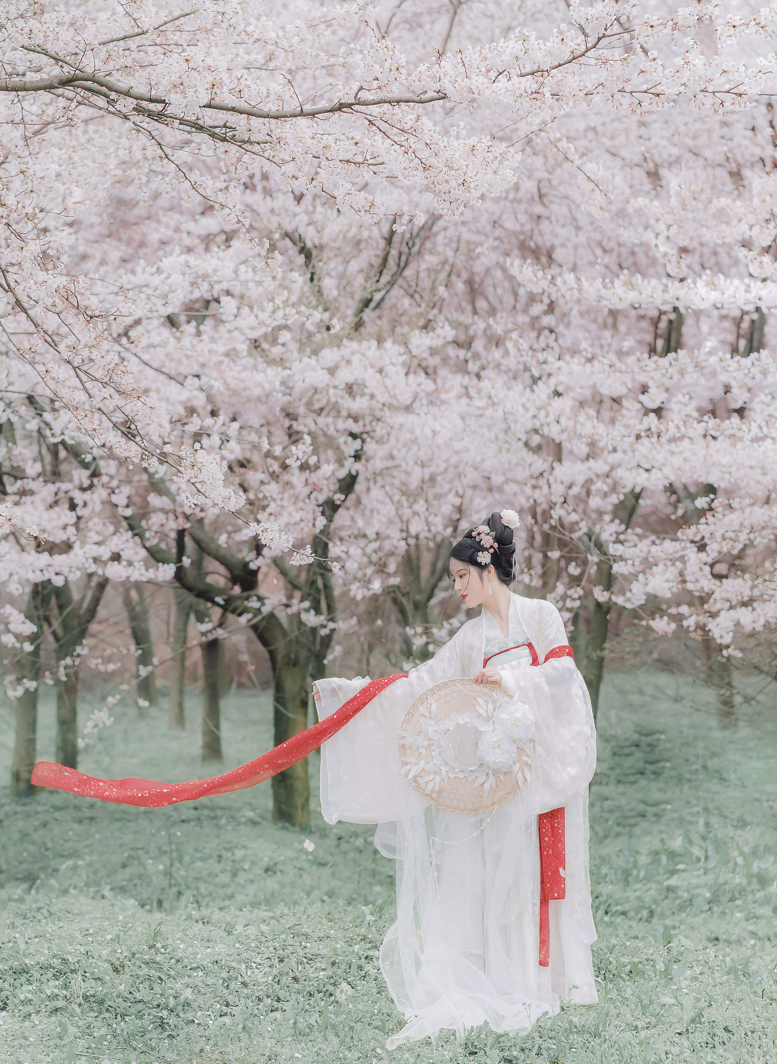 东风面 精美 樱花 仙气 古风 唯美 花 清冷美人 优美