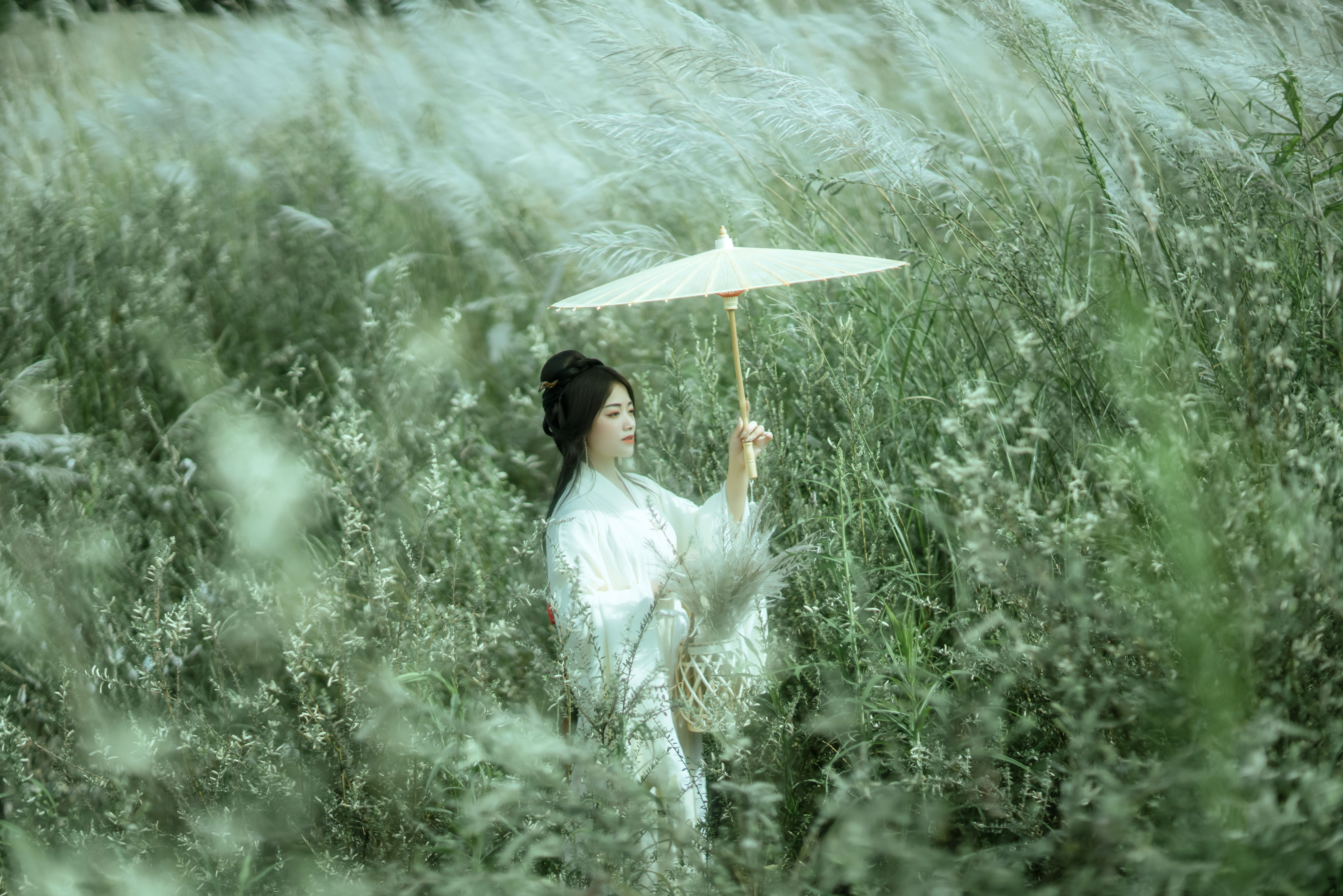 芦花漫 美好 优美 田园生活 花 古风 仙气