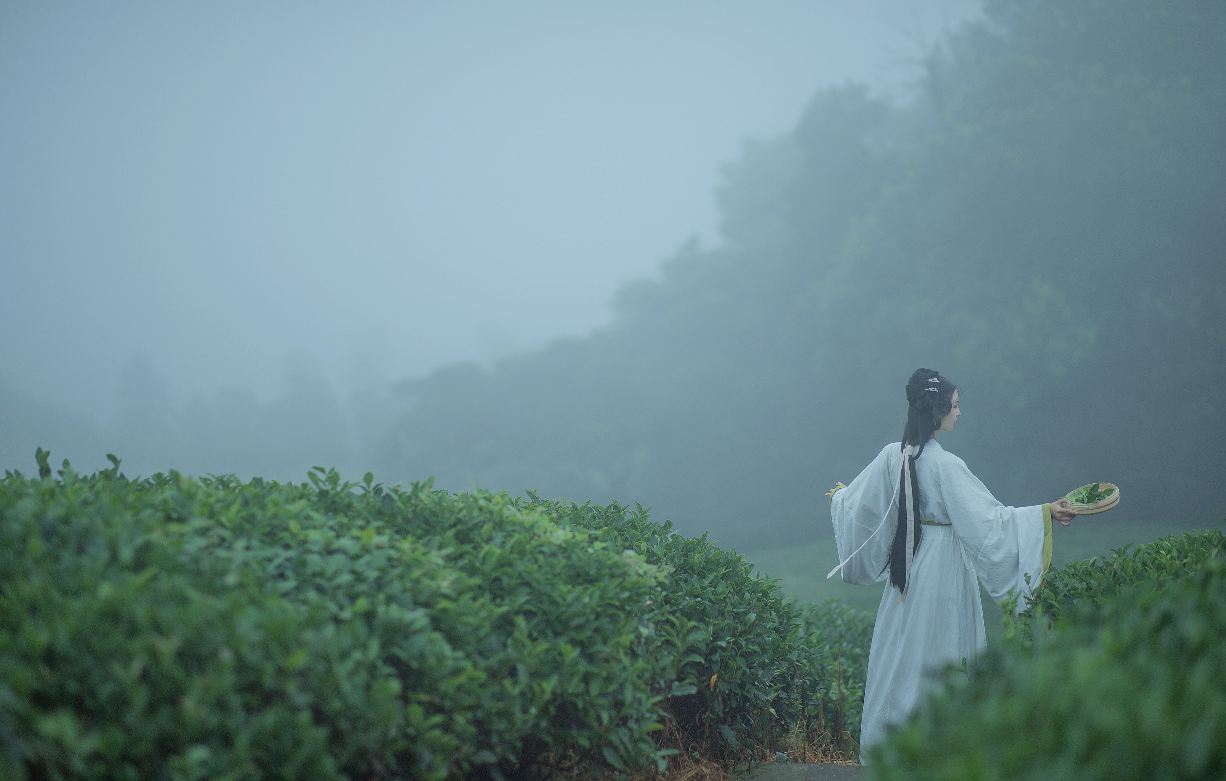 采茶女 田园生活 小清新 采茶女 古风