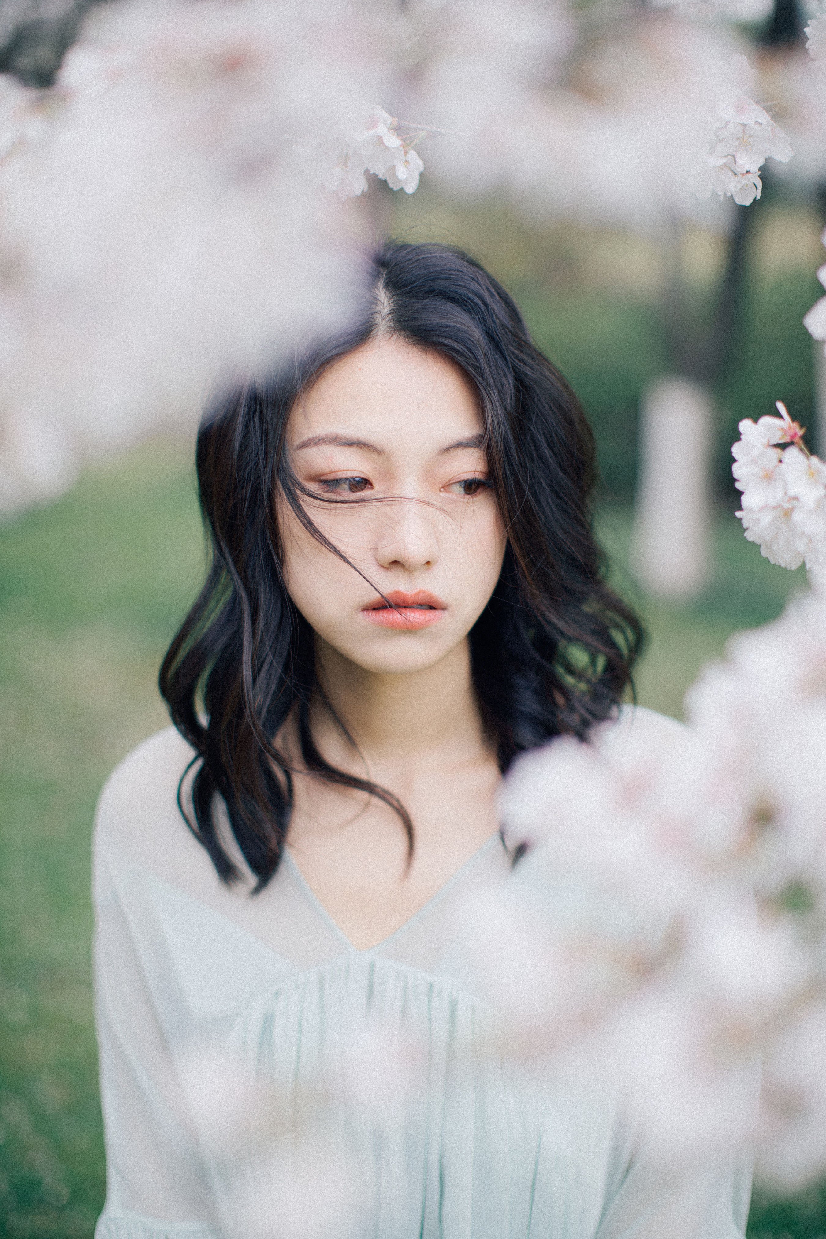 落樱缤纷 樱花 唯美 胶片 花 少女 日系