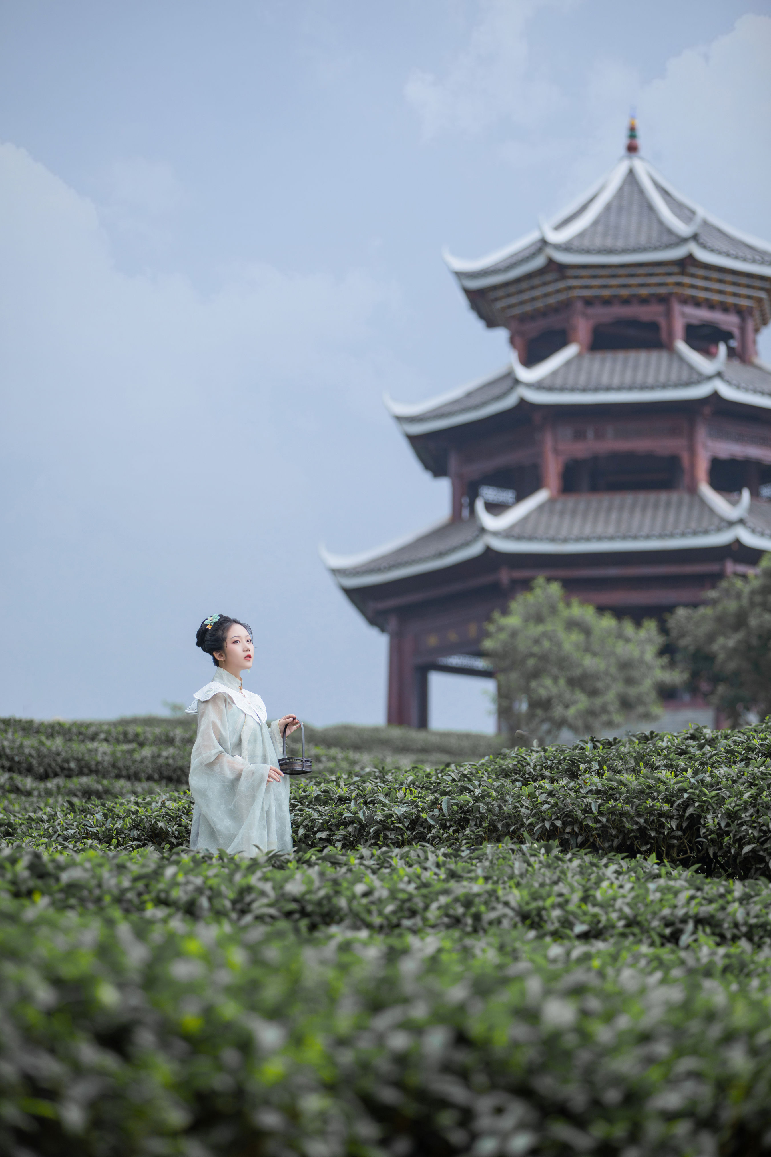 茶记 古风 采茶女 养眼