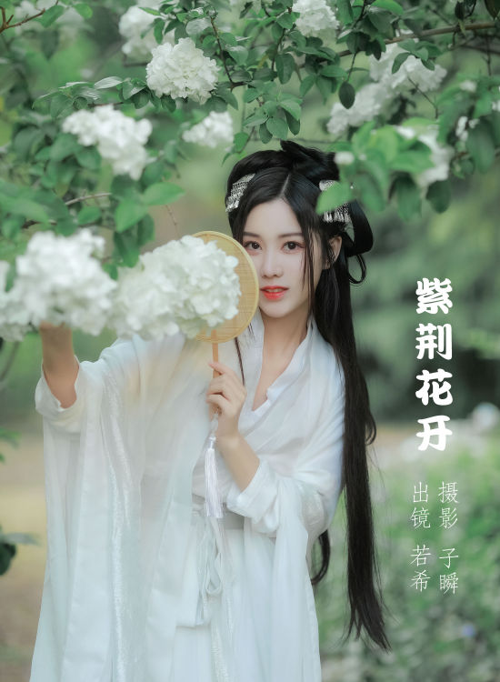 紫荆花开 小仙女 花 古风 唯美 小清新