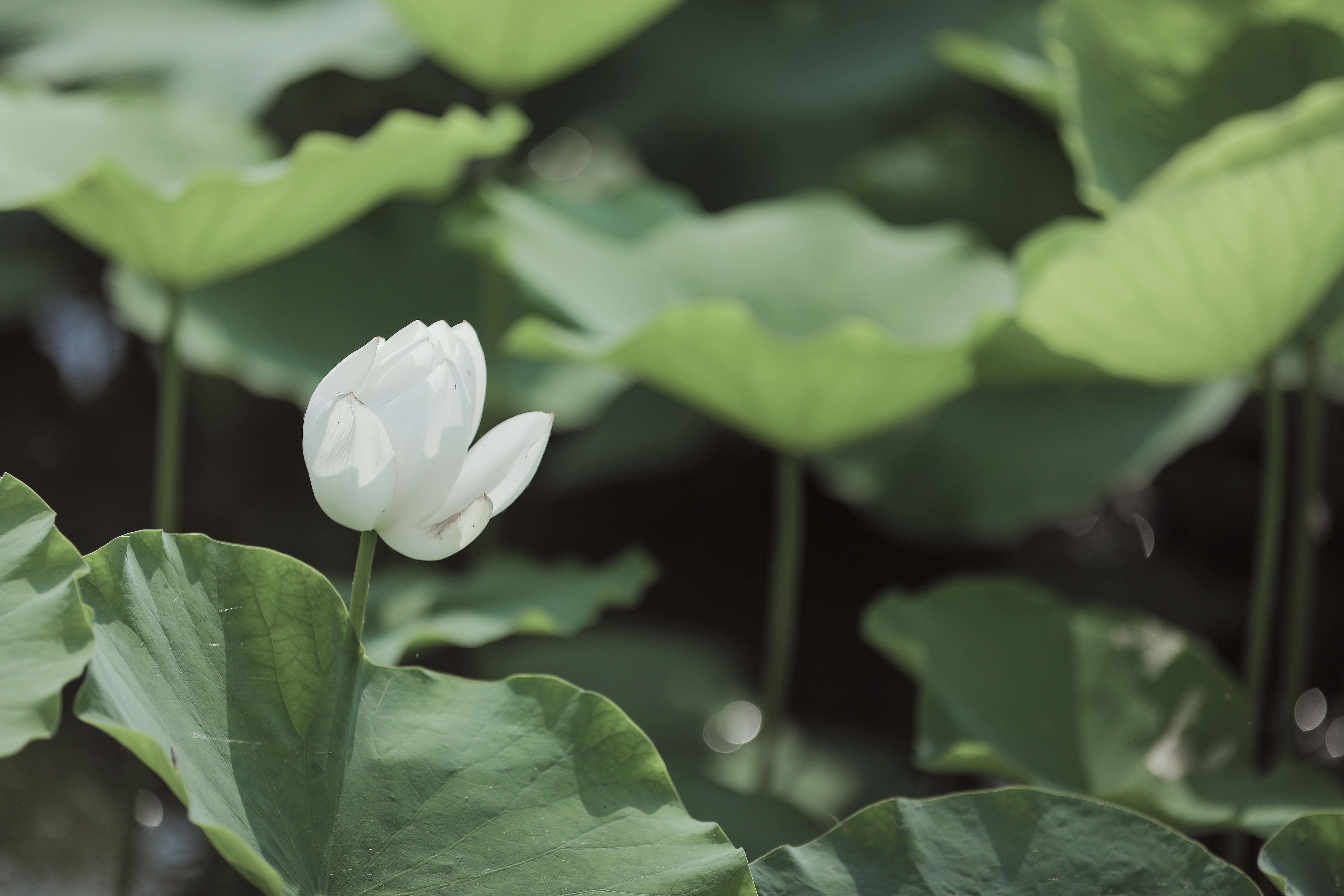 无穷碧 荷花 古风