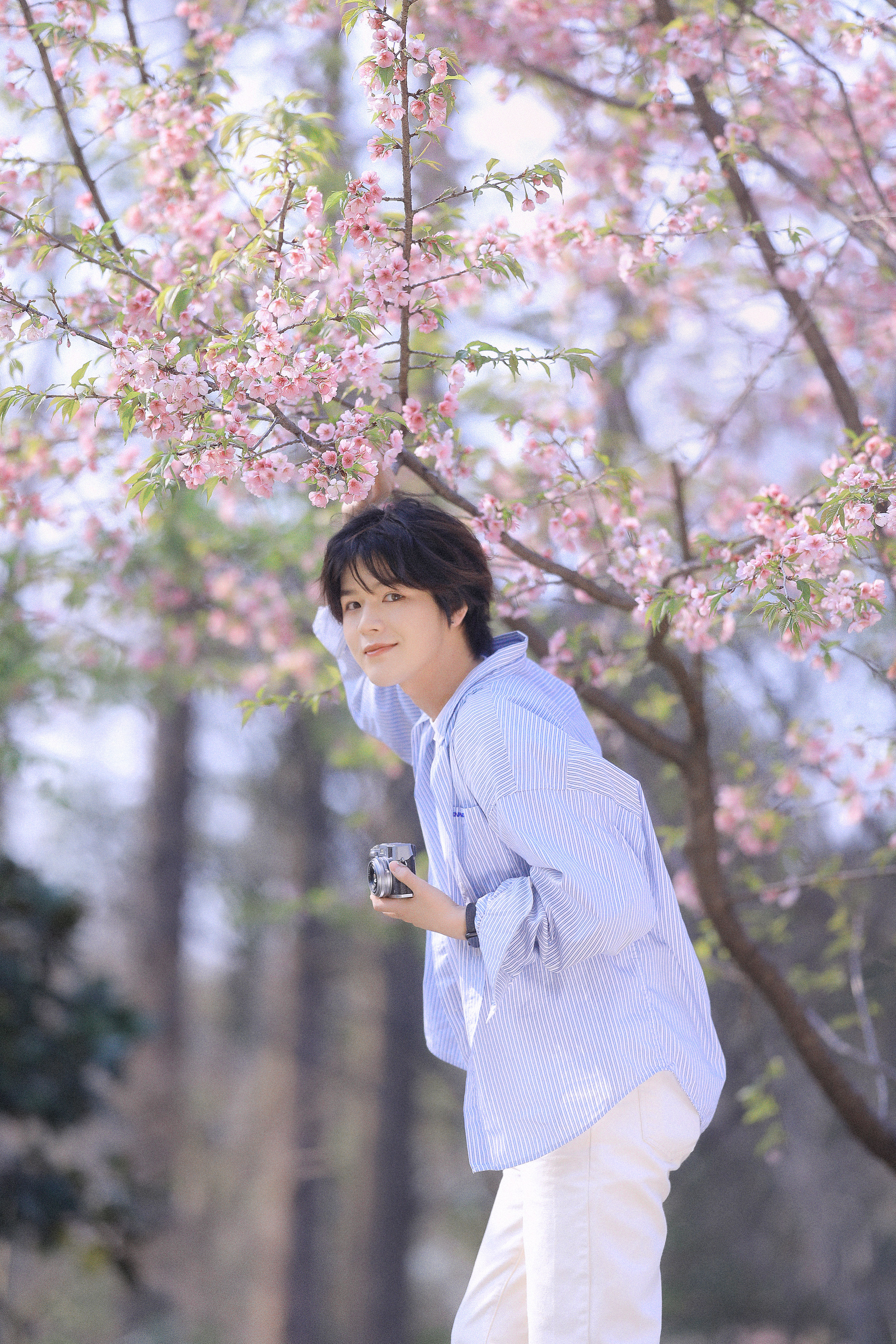 樱花少年 帅哥 樱花 花 男生