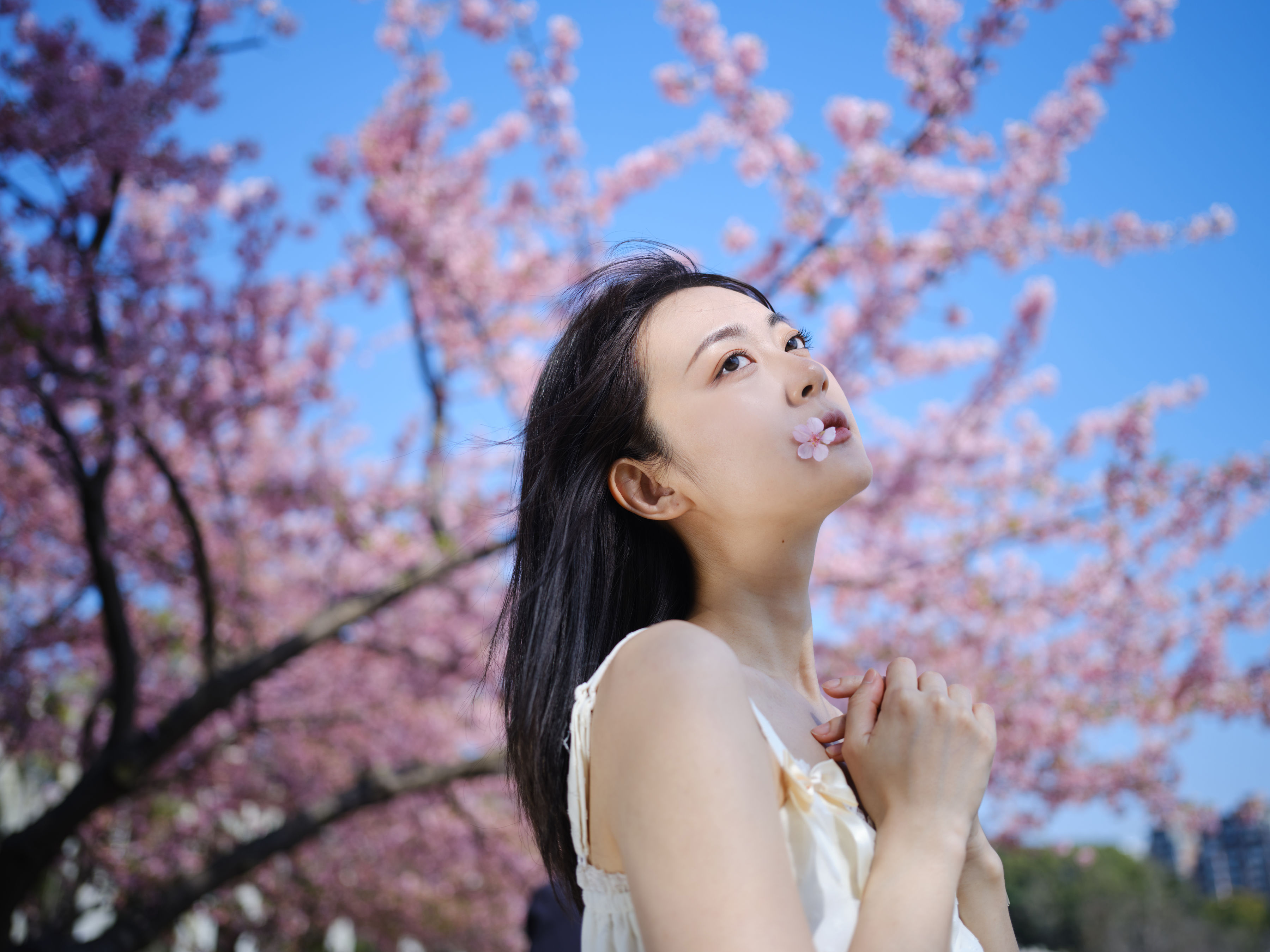 白裙 樱花 唯美 花 女神 精美 小清新