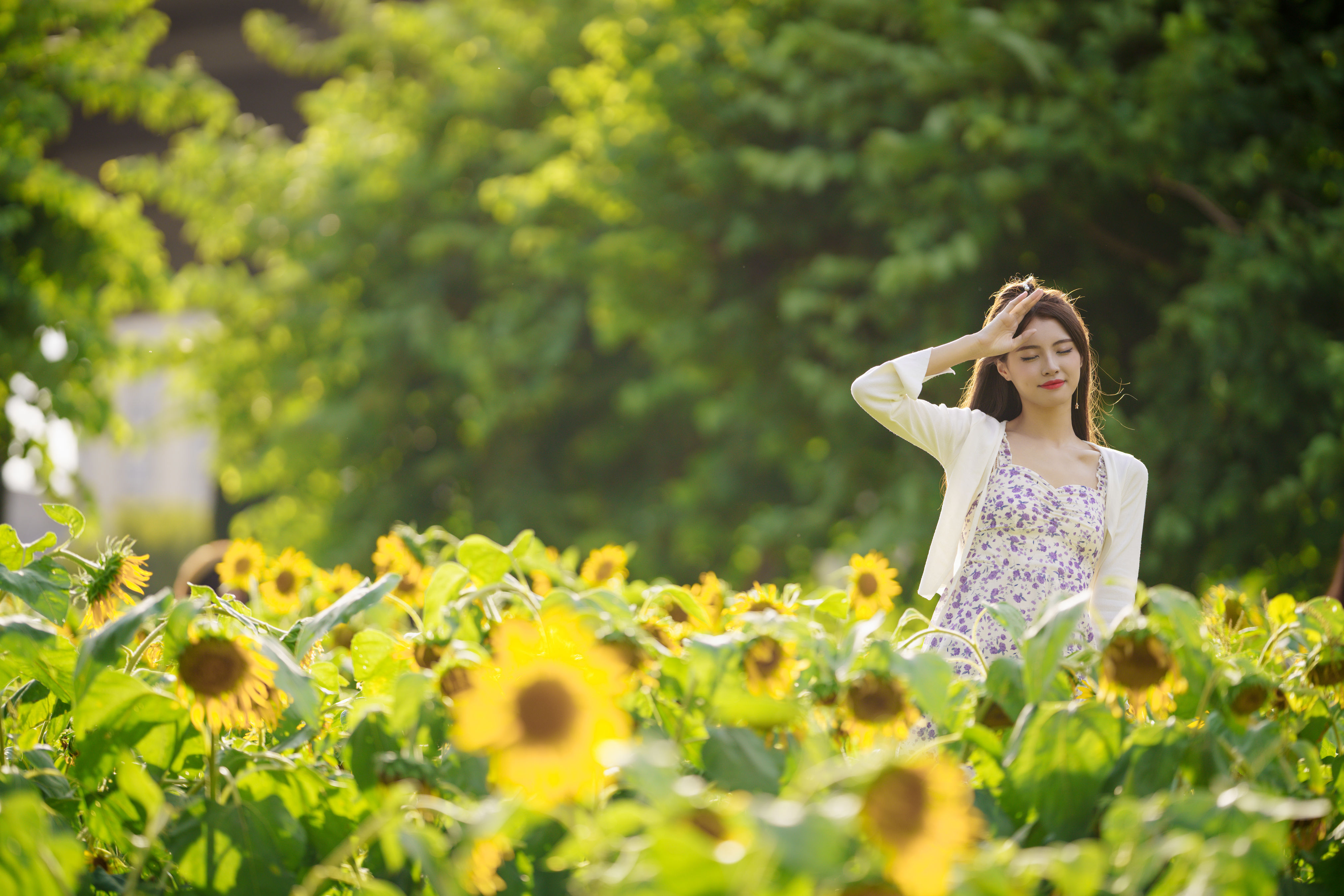 向日葵花海 小清新 花 妹子 向日葵