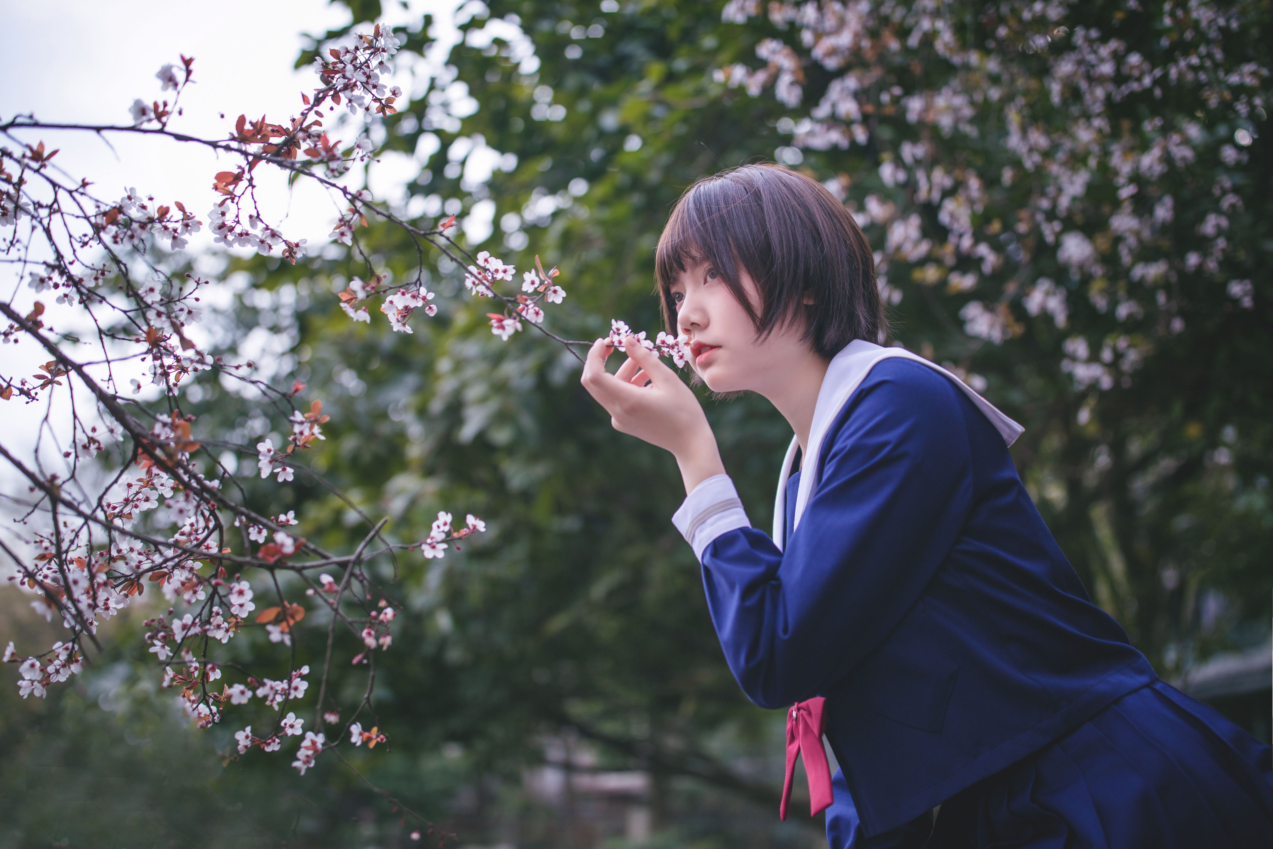 樱花树下 樱花 花 女生