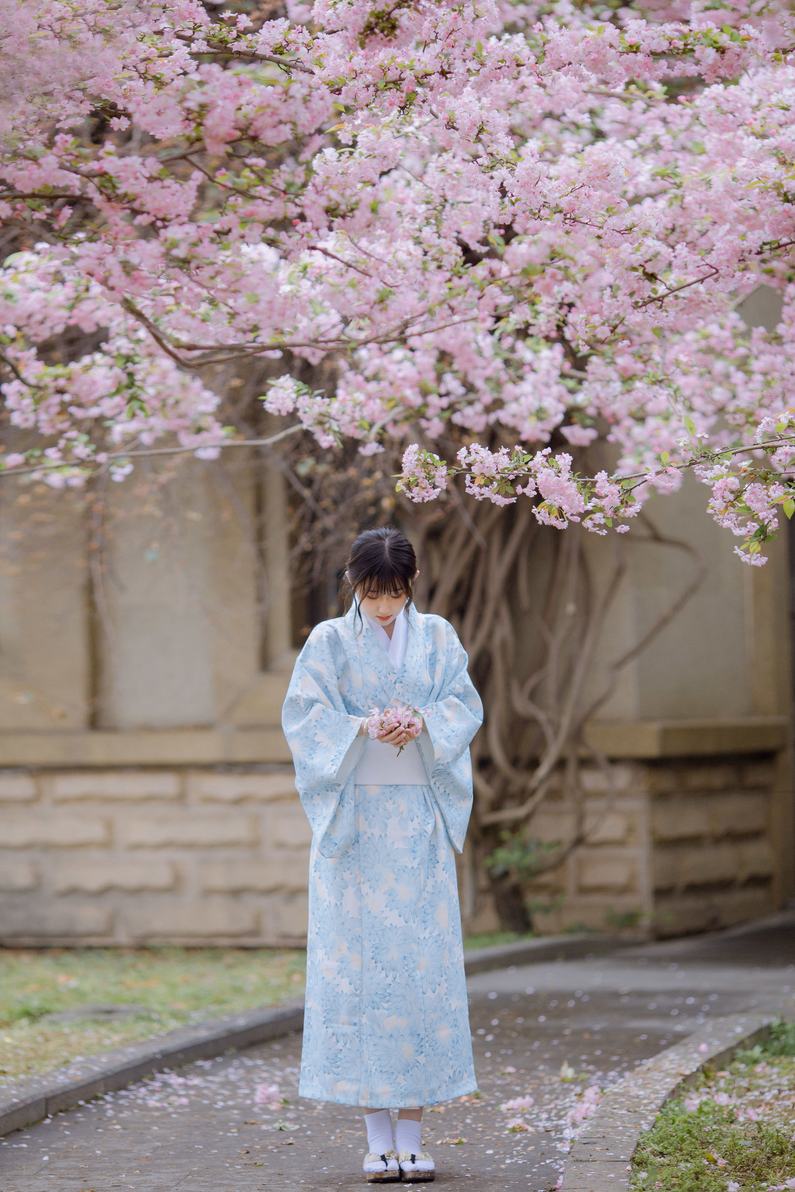 三月季 花 和服 春天 少女 小清新 海棠花 唯美 清纯