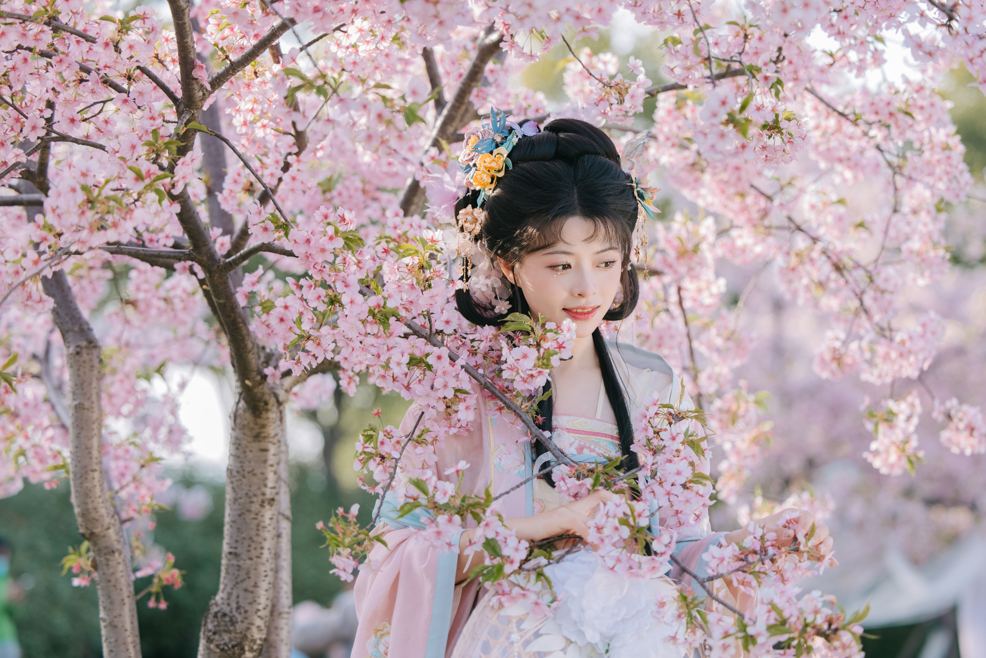 樱花雨 春天 樱花 汉服 少女 写真 小仙女