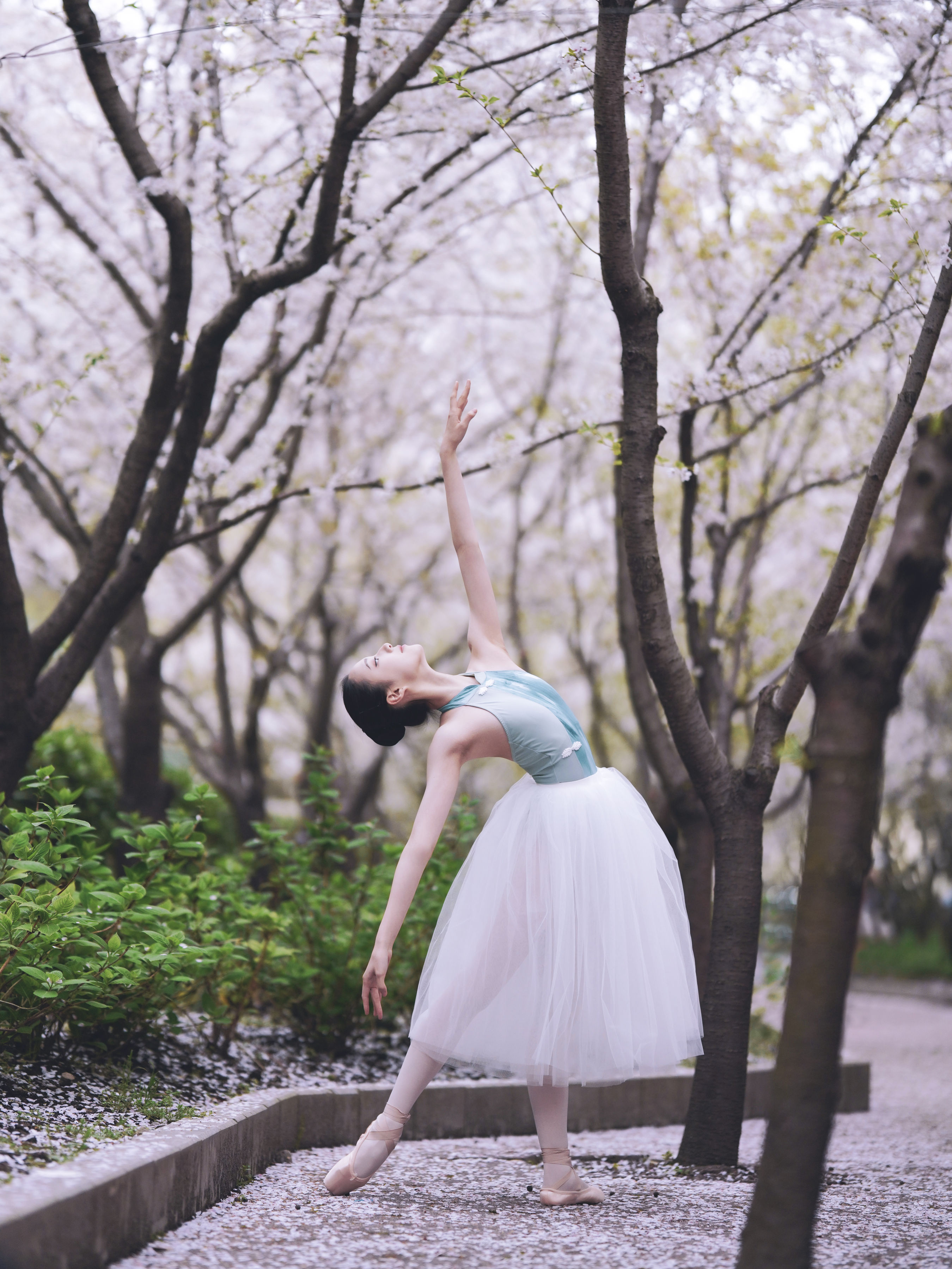 樱花芭蕾 樱花 小姐姐 优美 美丽 艺术