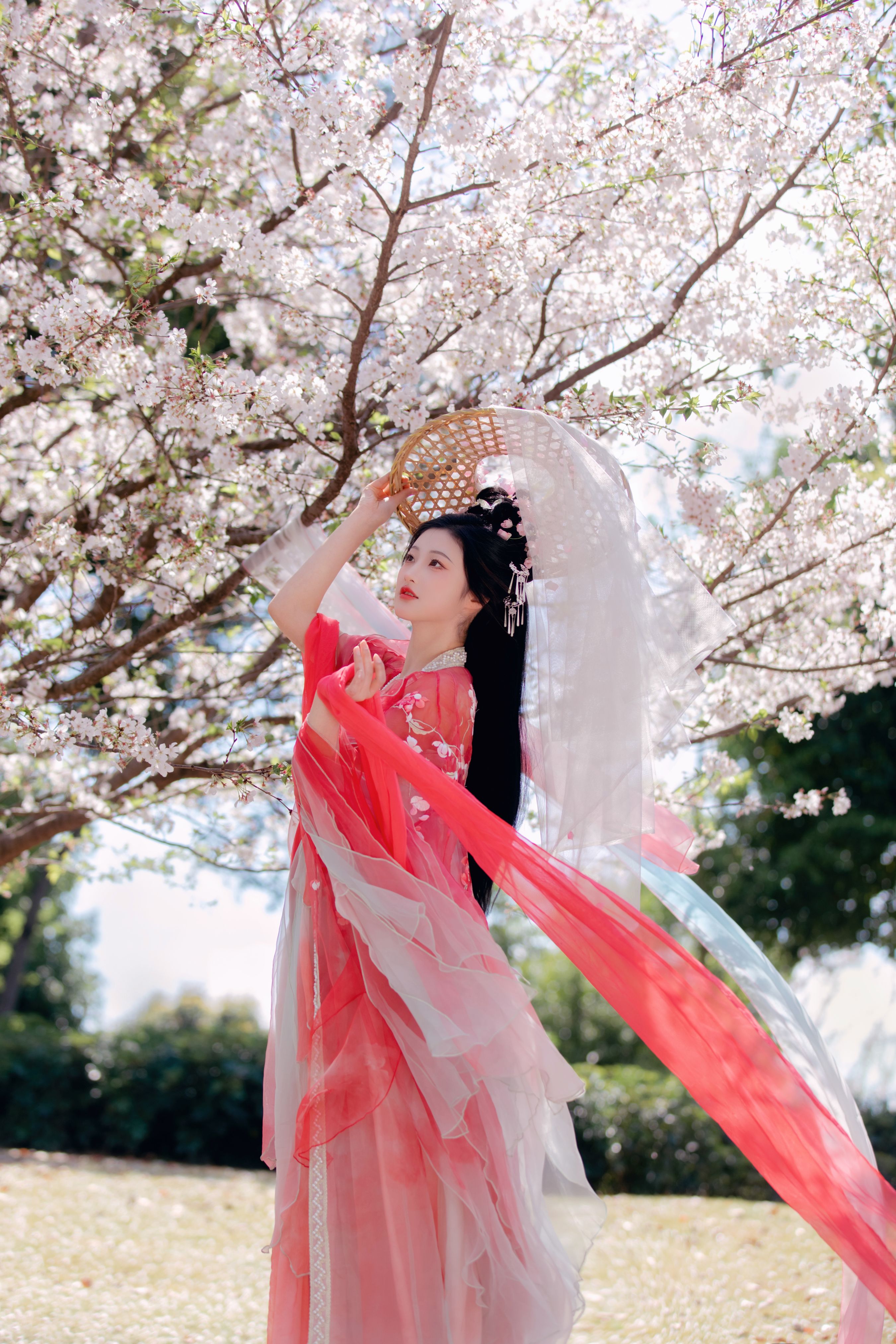 樱花雨 汉服 美人 樱花 惊艳 春天