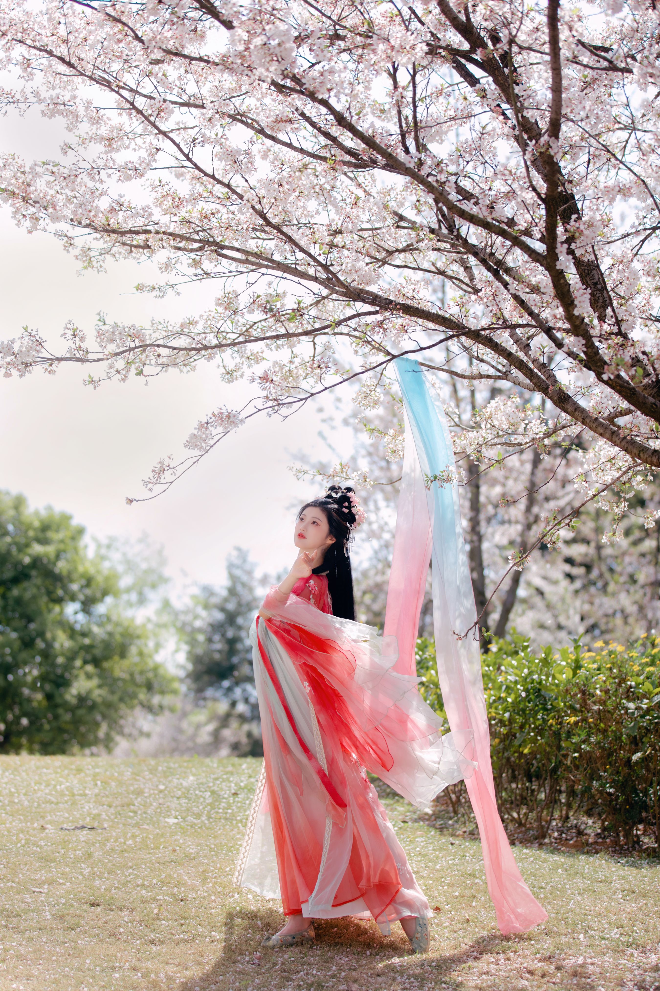 樱花雨 汉服 美人 樱花 惊艳 春天