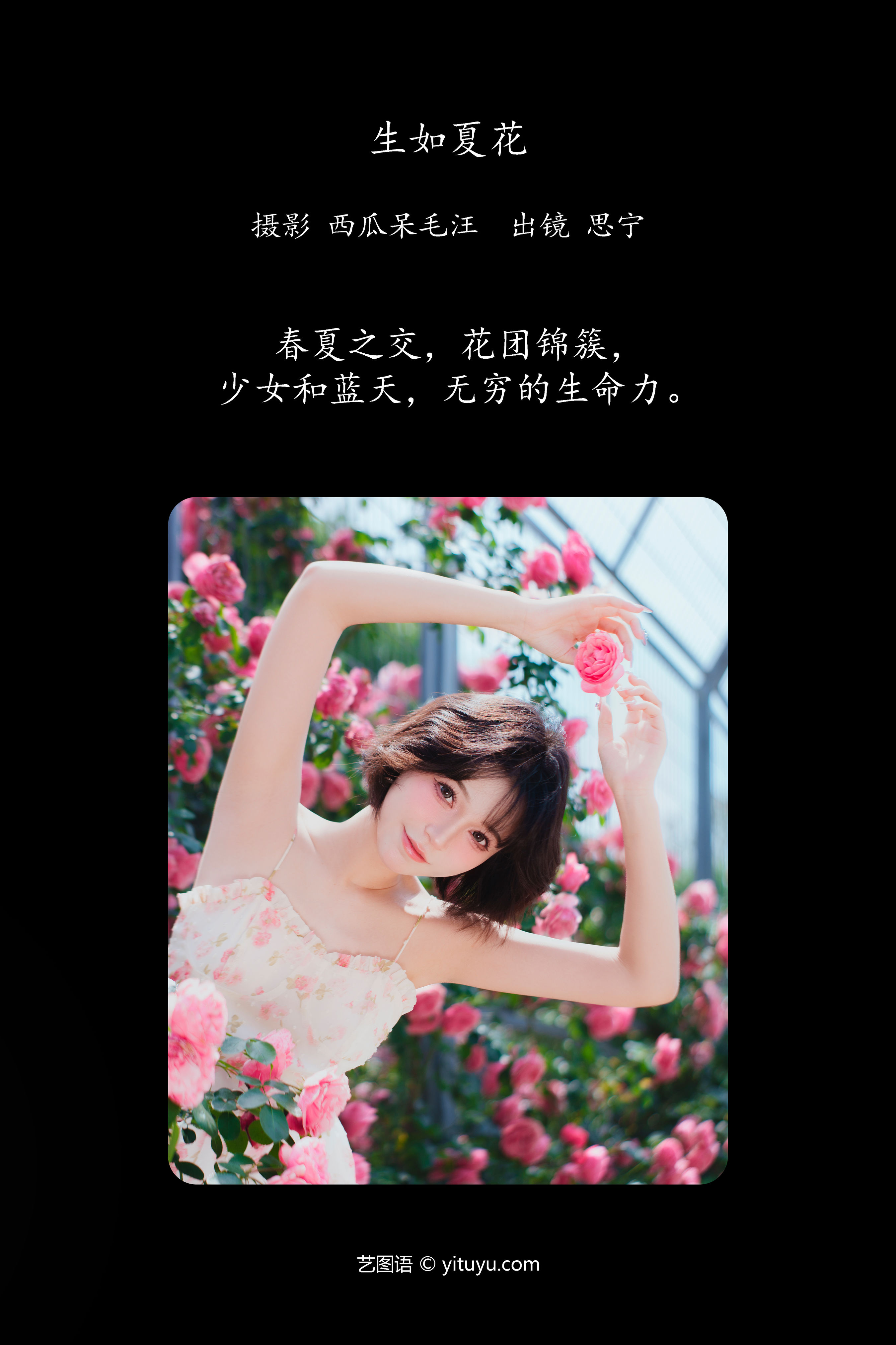 生如夏花 浪漫 花 夏天 小仙女 色彩