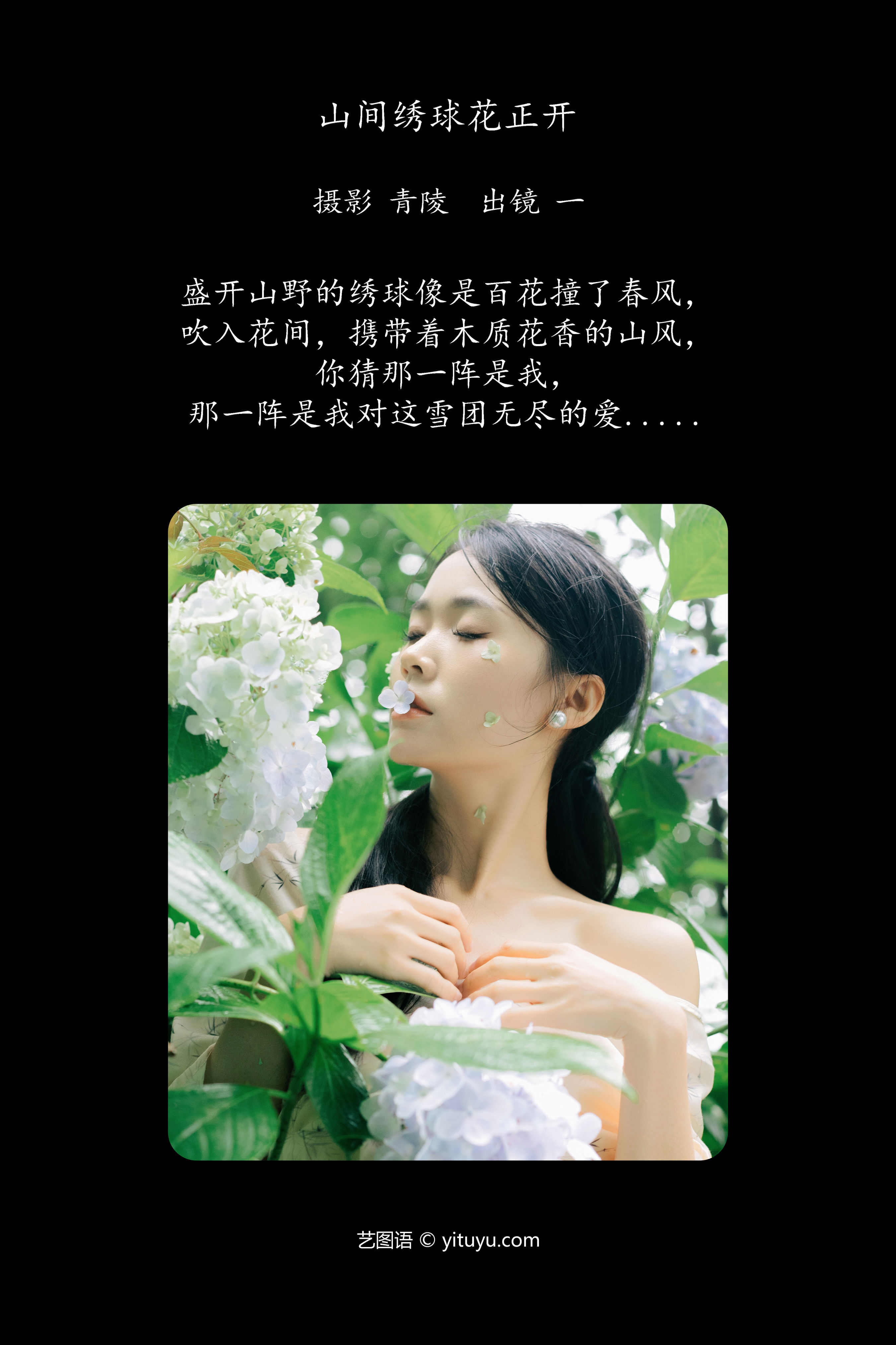 山间绣球花正开 唯美 绿色 绣球花 花 时尚