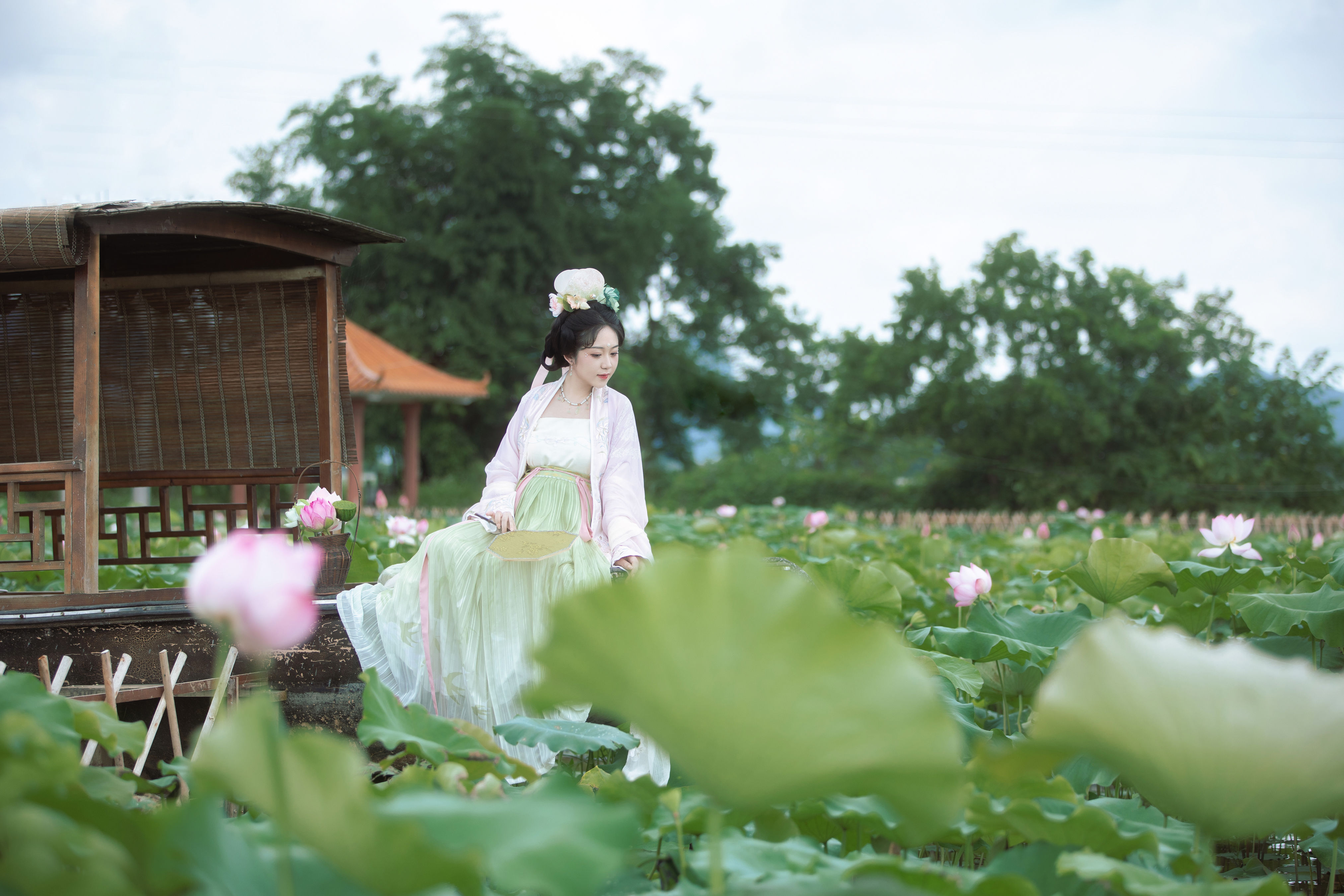 采莲曲 莲花 汉服 古装 女人 荷花